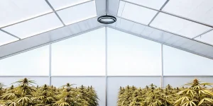 Rangées de plants de cannabis sous une structure de toit moderne et lumineuse.
