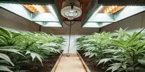 Longue vue de jeunes plants de cannabis sous des lampes de culture.