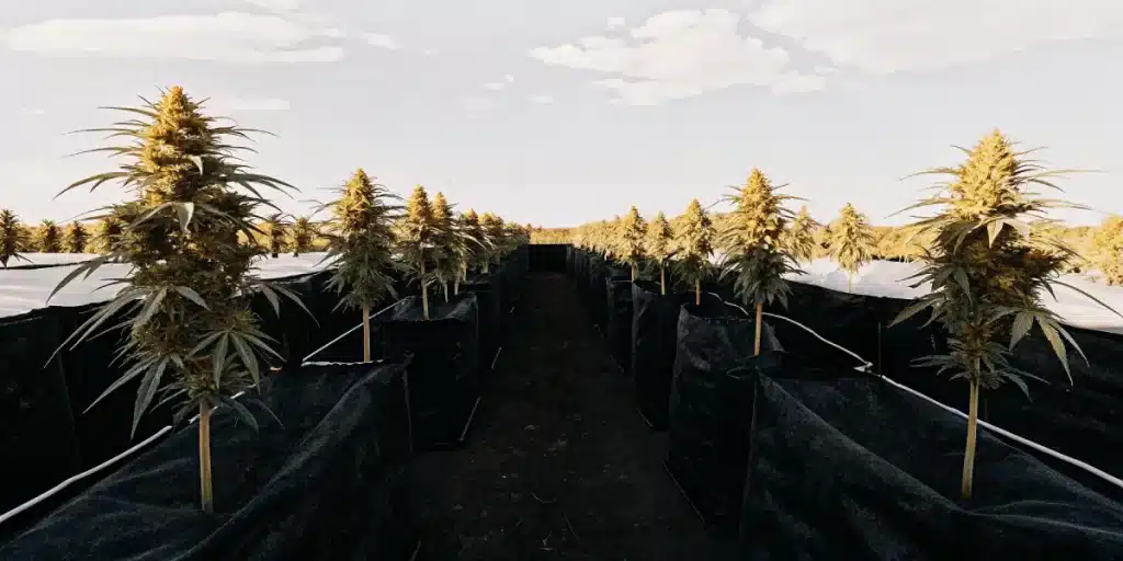 Jardin de cannabis extérieur avec des plants hauts et denses sous un ciel ensoleillé.