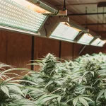 Culture de cannabis intérieure avec de nombreuses plantes sous des lampes de croissance.