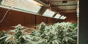 Culture de cannabis intérieure avec de nombreuses plantes sous des lampes de croissance.