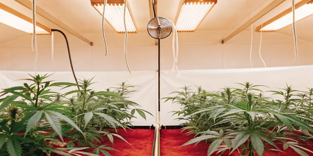 Plants de cannabis sous des lampes de croissance dans une salle de culture intérieure avec une allée.