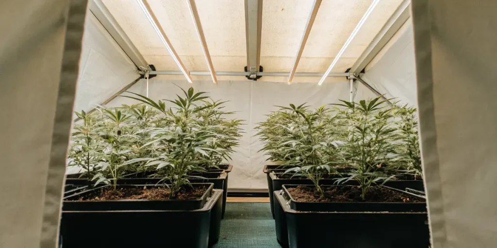 Rangées de jeunes plants de cannabis sous des lampes de croissance dans une tente.