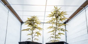 Deux plants de cannabis aux feuilles jaune-vert dans un environnement de culture moderne.