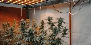 Plants de cannabis matures sous un éclairage de culture sophistiqué.