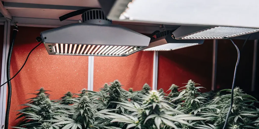 Plants de cannabis denses sous des lumières de croissance dans une pièce avec un mur rouge.