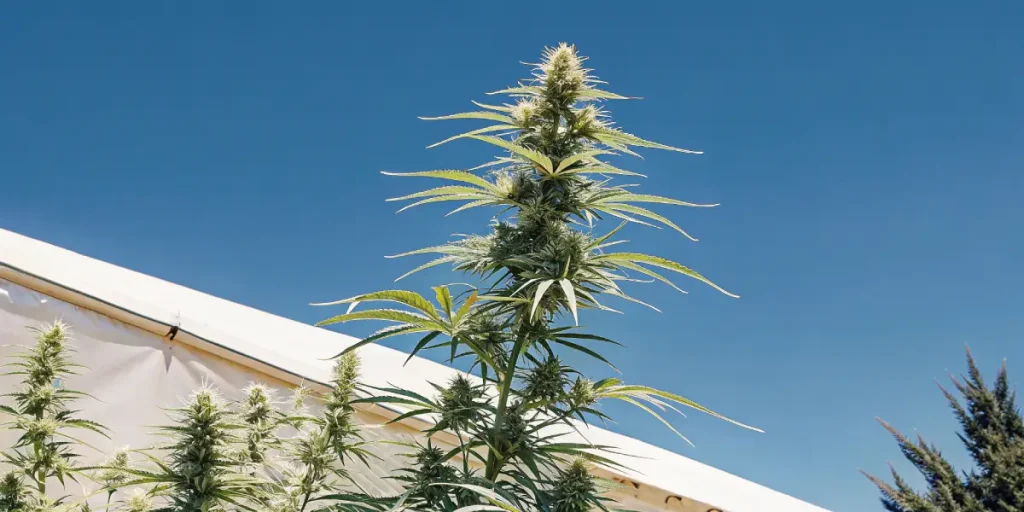 Grand plant de cannabis avec une grosse tête sur un fond de ciel bleu.