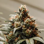 Gros plan d'une tête de cannabis mature avec des pistils orange et des trichomes.
