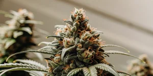 Gros plan d'une tête de cannabis mature avec des pistils orange et des trichomes.