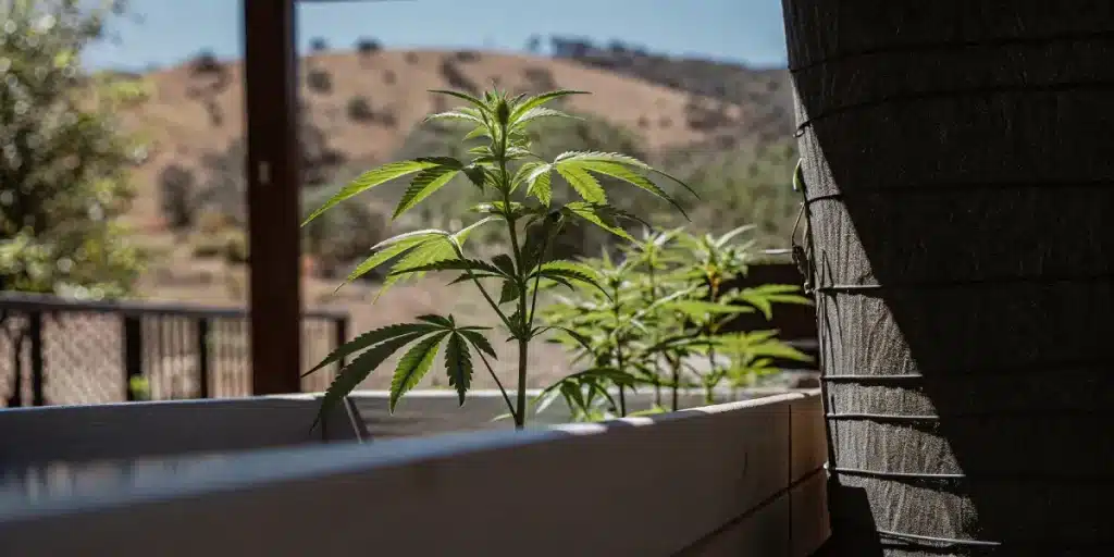Jeune plant de cannabis dans un bac de jardinage sur un patio ensoleillé.