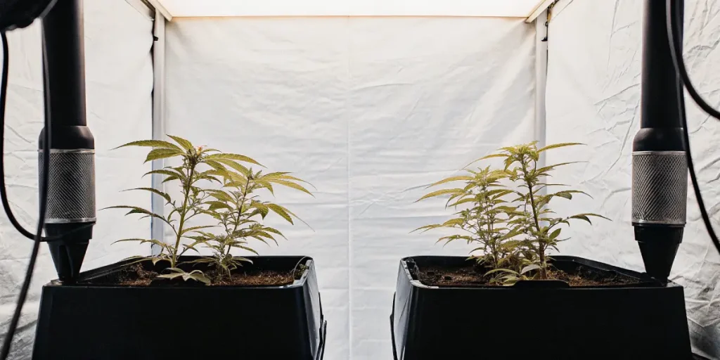 Jeunes plants de cannabis dans des pots sous des lampes de croissance industrielles.