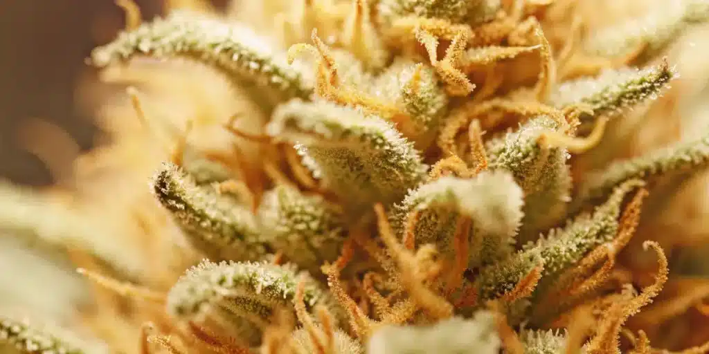 Gros plan détaillé de trichomes sur une tête de cannabis avec des pistils orange.