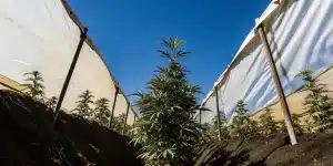 Plantation de cannabis avec un plant sain sur un fond de ciel bleu.