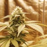 Gros plan d'une tête de cannabis dorée et givrée dans un environnement de culture en intérieur.