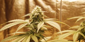 Gros plan d'une tête de cannabis dorée et givrée dans un environnement de culture en intérieur.