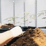 Main gantée préparant du terreau pour la culture de jeunes plants de cannabis.