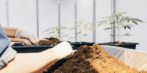 Main gantée préparant du terreau pour la culture de jeunes plants de cannabis.