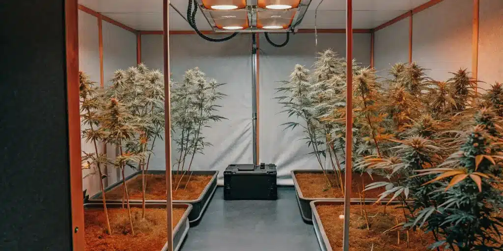 Salle de culture intérieure avec rangées de plants de cannabis matures et un ventilateur.