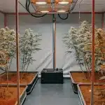 Salle de culture intérieure avec rangées de plants de cannabis matures et un ventilateur.
