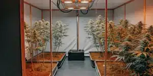 Salle de culture intérieure avec rangées de plants de cannabis matures et un ventilateur.
