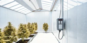 Rangées de plants de cannabis aux têtes denses et un boîtier de contrôle.