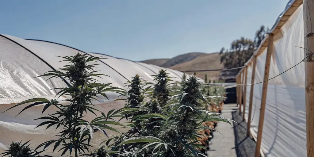 Plants de cannabis matures dans une serre extérieure sous un ciel bleu.