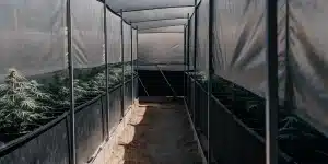 Allée entre deux rangées de plants de cannabis sous une bâche de protection.