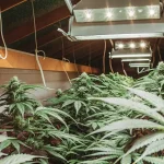 Vue d'une serre intérieure de cannabis, avec de nombreuses plantes sous des lampes de croissance.