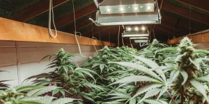 Vue d'une serre intérieure de cannabis, avec de nombreuses plantes sous des lampes de croissance.