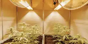Deux rangées de plants de cannabis sous un éclairage de croissance et des ventilateurs.