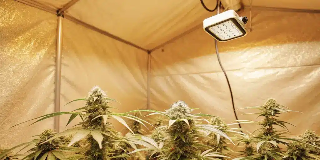 Tête de cannabis avec un éclairage de croissance et un contrôleur d'environnement.