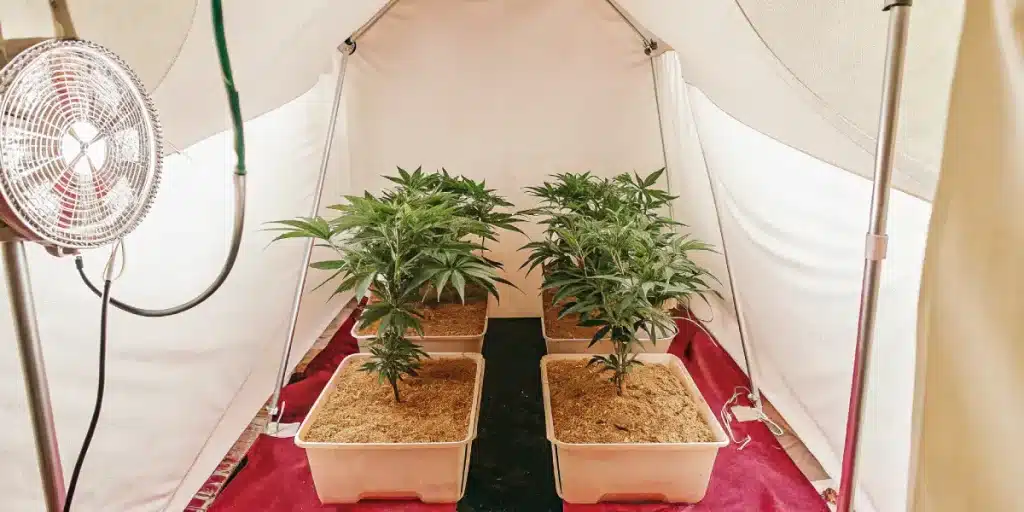 Jeunes plants de cannabis dans une tente de culture blanche avec un ventilateur.