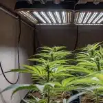 Plants de cannabis sous des panneaux lumineux LED dans une tente de culture intérieure.