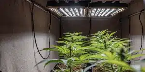 Plants de cannabis sous des panneaux lumineux LED dans une tente de culture intérieure.