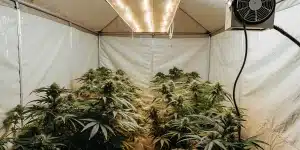 Tente de culture intérieure remplie de plantes de cannabis sous des lampes de croissance.