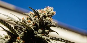 Gros plan d'une tête de cannabis avec des pistils orange, sur un fond bleu.
