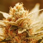 Gros plan détaillé d'une tête de cannabis dorée avec des trichomes givrés.