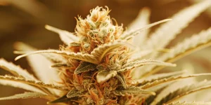 Gros plan détaillé d'une tête de cannabis dorée avec des trichomes givrés.
