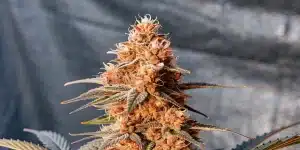 Gros plan détaillé d'une tête de cannabis orange et givrée.