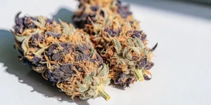 Gros plan de têtes de cannabis Animal Cookies aux teintes pourpres et orange.