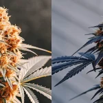Deux têtes de cannabis aux couleurs contrastées, l'une orange et l'autre foncée.