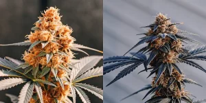 Deux têtes de cannabis aux couleurs contrastées, l'une orange et l'autre foncée.