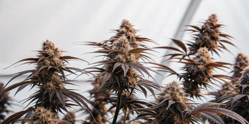 Gros plan de têtes de cannabis en floraison aux couleurs violettes et marron.