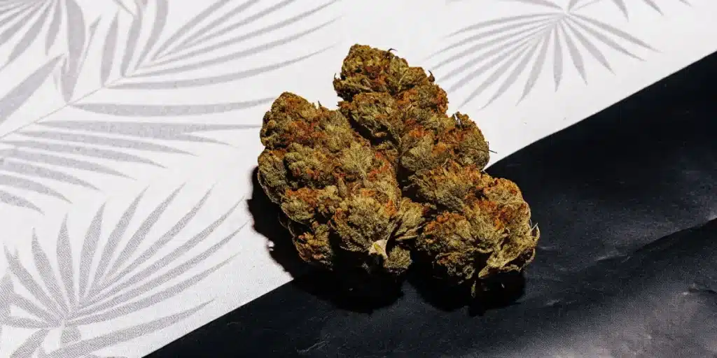 Gros plan hyper-réaliste de têtes de cannabis séchées avec des pistils orange.