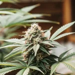 Gros plan hyperréaliste d’un bouton de cannabis mature avec trichomes visibles et feuilles en éventail.