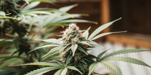 Gros plan hyperréaliste d’un bouton de cannabis mature avec trichomes visibles et feuilles en éventail.