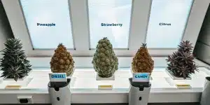 Hyper-realistic display of futuristic cannabis strains labeled Diesel and Candy in a genetic laboratory.