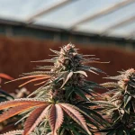 Têtes de cannabis "Auto CBD Amnesia" avec des feuilles rouges dans une serre.