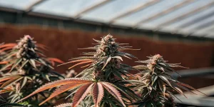 Têtes de cannabis "Auto CBD Amnesia" avec des feuilles rouges dans une serre.