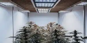 Salle de culture de cannabis intérieure avec plusieurs rangées de plantes matures sous des lampes LED.